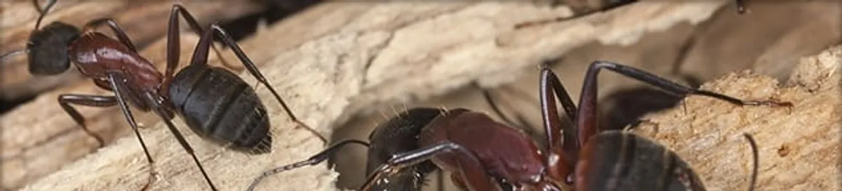 Close-up of ants on wood showing an active ant infestation in Provo, UT
