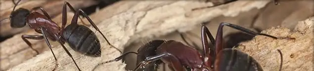 Close-up of ants on wood showing an active ant infestation in Provo, UT