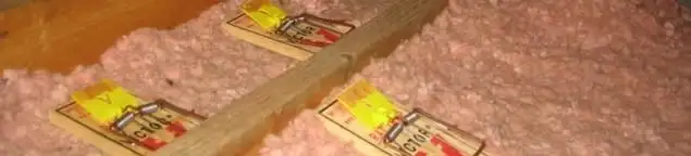 Mouse traps placed in an attic for rodent control in Provo, UT
