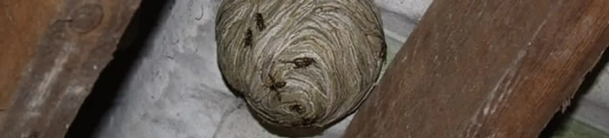Wasp nest in an attic space, a common home infestation risk in Provo, UT