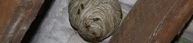 Wasp nest in an attic space, a common home infestation risk in Provo, UT