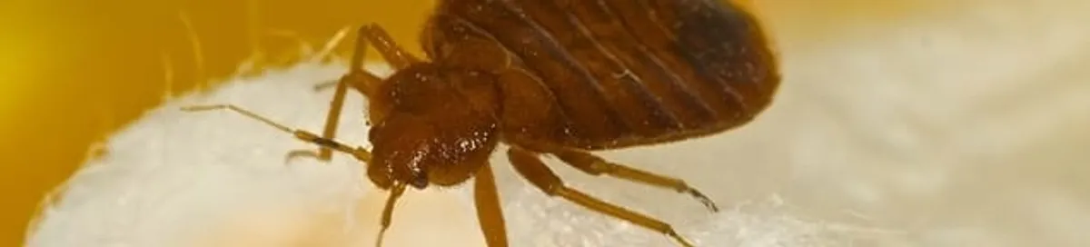 Close-up of a bed bug, a sign of an active infestation in Provo, UT
