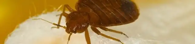 Close-up of a bed bug, a sign of an active infestation in Provo, UT