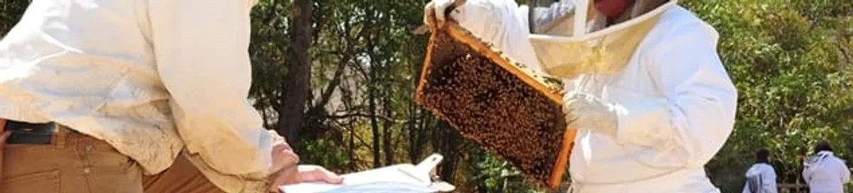 Bee removal specialists relocating a hive and honeycomb safely in Provo, UT