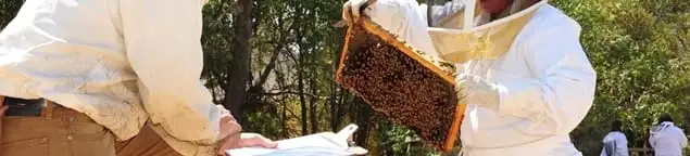 Bee removal specialists relocating a hive and honeycomb safely in Provo, UT