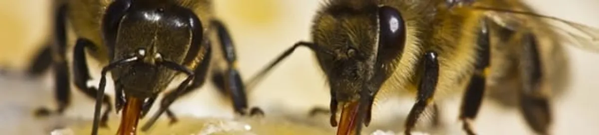 Close-up of honey bees, a sign of a nearby hive in Provo, UT