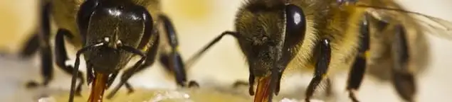 Close-up of honey bees, a sign of a nearby hive in Provo, UT