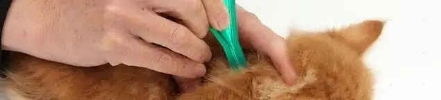 Flea treatment for pets using a flea comb, a sign of flea problems in Provo, UT