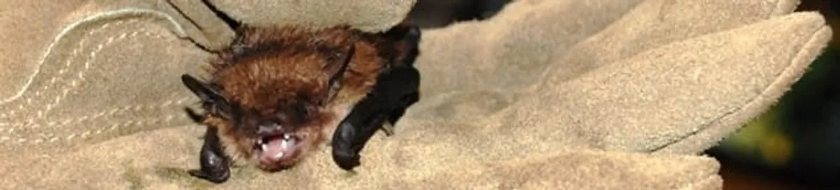 Bat removal specialist holding a bat safely during humane exclusion in Provo, UT