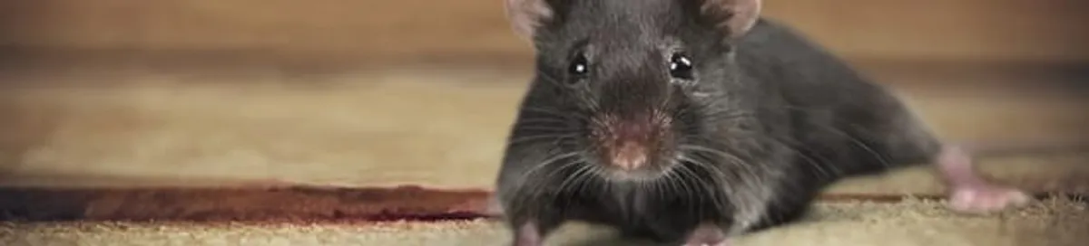 Mouse indoors, a common sign of a rodent infestation in Provo, UT