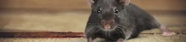 Mouse indoors, a common sign of a rodent infestation in Provo, UT