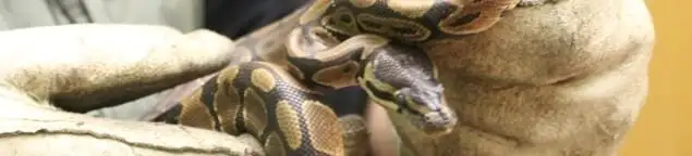 Snake removal specialist safely handling a snake with protective gloves in Provo, UT