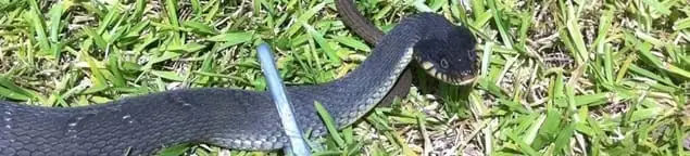 Snake in a yard, a common sign of a snake problem near a home in Provo, UT
