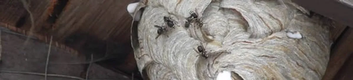 Close-up of a wasp nest with active wasps, a sign of an infestation in Provo, UT