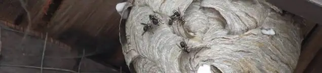 Close-up of a wasp nest with active wasps, a sign of an infestation in Provo, UT